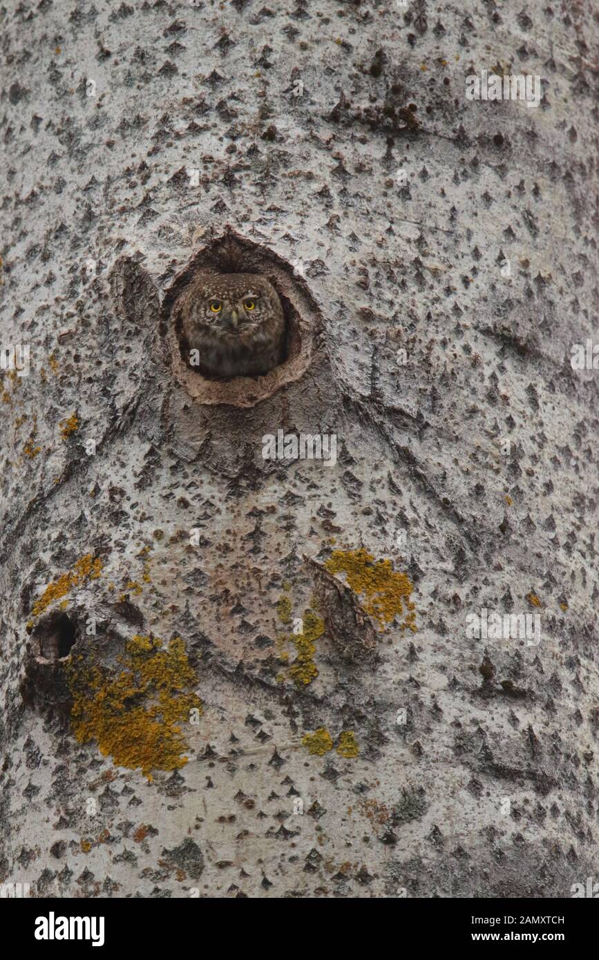 Pygmy Owl (Glaucidium passerinum) peeking out of the nest in aspen tree. Europe Stock Photo