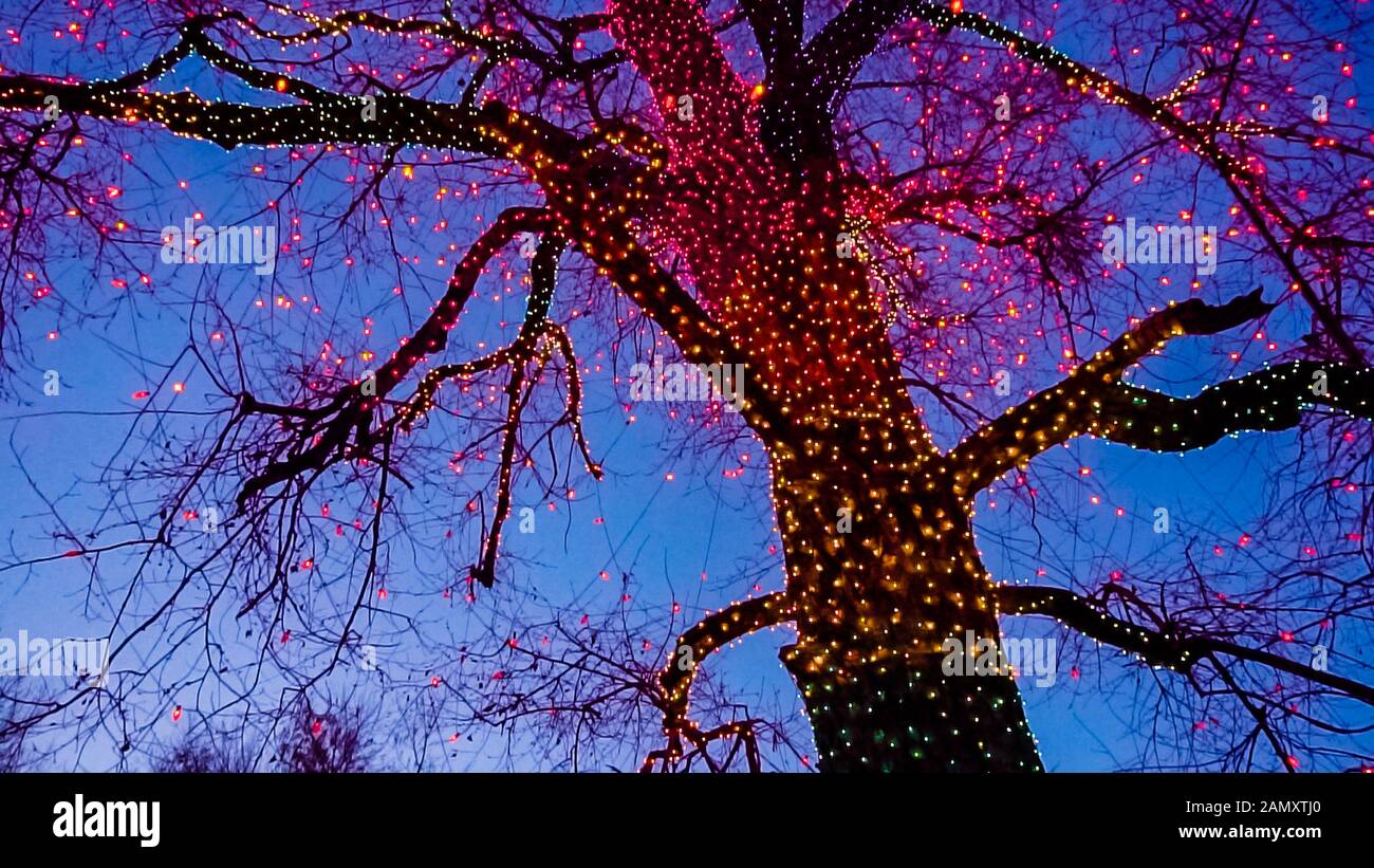 Old big tree decorated with yellow, orange, and red Christmas lights