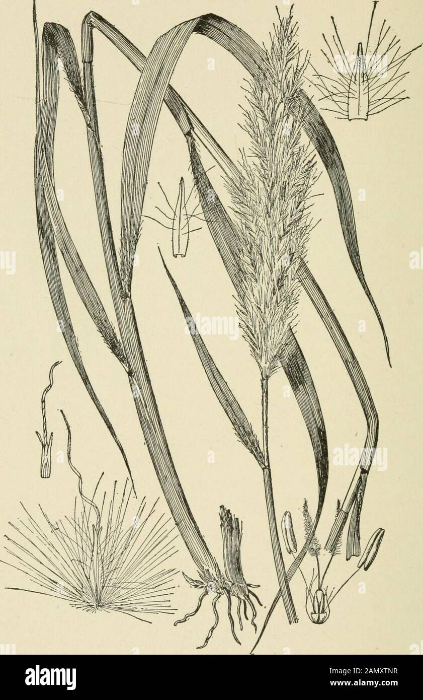 A text-book of grasses with especial reference to the economic species of the United States . 207. Spikelets not all alike, the sessile one of each pairfertile, the pedicelled sterile, sometimes reduced to thepedicel. The genera described below are included bysome authors as sub-genera of the large genus Andro-pogon. The axis of the raceme is articulated. Theawn is very large and strong in some genera (Hetero-pogon, Chrysopogon), is geniculate and twisted, andbears at the base of the spikelet a strong sharp hairy 168 A TEXT-BOOK OF GRASSES. Fig. 15. Erianthus divaricatus. Plant reduced; spikel Stock Photo