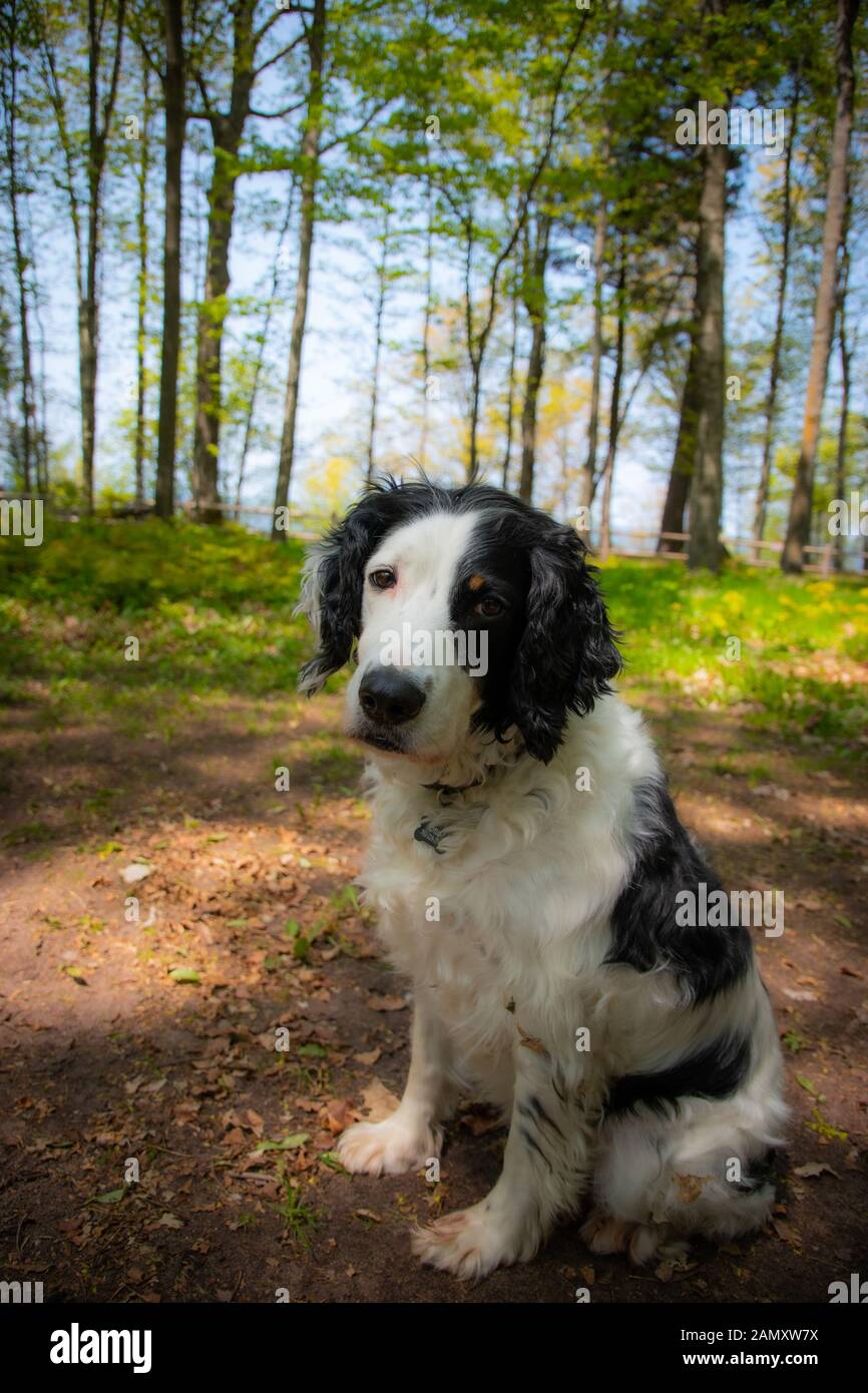 A rescue dog is mans best friend. Stock Photo