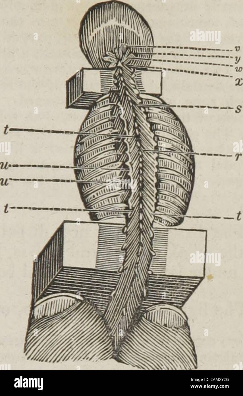 The dissector's guide, or, Student's companion : illustrated by numerous woodcuts, clearly exhibiting and explaining the dissection of every part of the human body . fifth, andsixth cervical vertebras. Action, — to assist in bending the neck back-wards. ?p. The transversalis colli arises from the transverse processes of thefive uppermost dorsal vertebras, by the same number of tendinous andfleshy slips. It runs between the trachelo-mastoideus, and cervicalisdescendens, to be inserted into the transverse processes of all the cervi-cal vertebras, except the first and last. Action, — to turn the Stock Photo