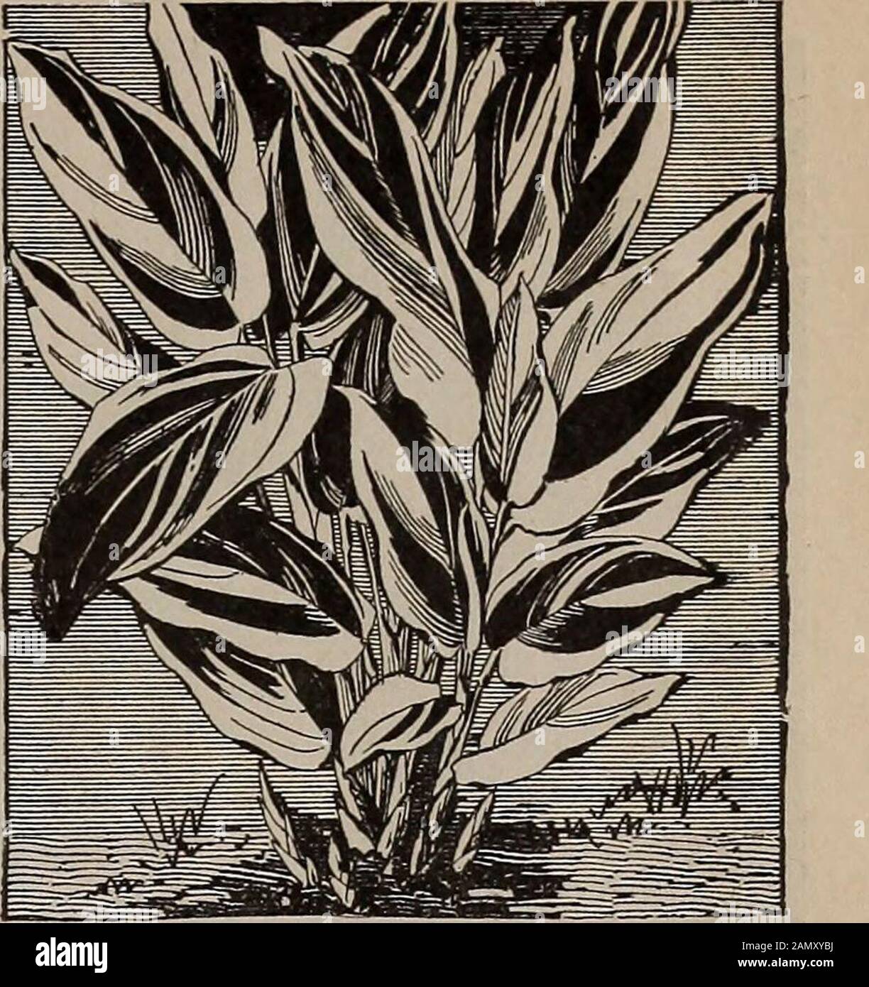 W.WRawson & Coseedsmen / W.WRawson & Co. . a tuber, and may be wintereddry — like a Gladiolus — if desired, or it may be kept growing the year around as apot plant. The Canna-like shoots grow from a foot or 18 inches to 3 feet high, andthe leaves, which are spreading blades of oblong-lanceolate form, are from 6 to 10inches long and 2 to 5 inches broad. They are bright pale green, beautifullyvariegated with pure white and rich cream, the variegations being extremelydiversified; indeed it is almost impossible to find two leaves exactly alike. Insome leaves the whole area is pure white or rich cr Stock Photo