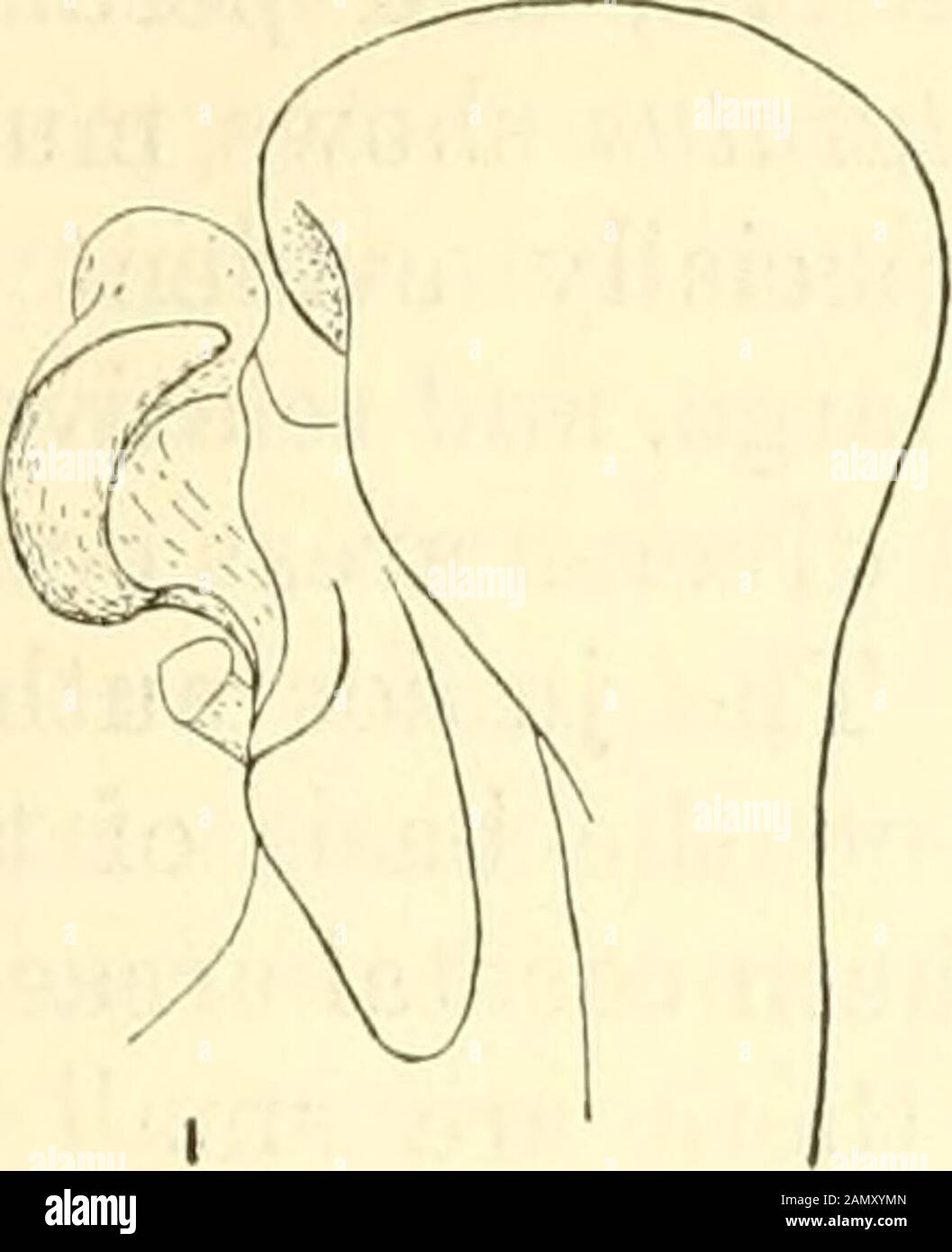 Proceedings of the United States National Museum . eroventral view of aedeagus (p, lateral projection).c: M. bilituratus vulturnus: 1, holotype, dry; 2, Priest Bridge, Md. (m, membranous fold; X, carina; y, hooklike apex; z, concave area).d: M. bilituratus defectus, Tempe, Ariz., reared (x, anterior margin; y, flaplike area of dorsal valve; z, sinuate margin of flap).e: M. bilituratus bilituratus, Wasaga Beach, Ontario, Canada./; Intermediate between M. bilituratus bilituratus and M. bilituratus defectus. Baker, Nev., dorsal valve only.g: M. bilituratus, uncertain subspecific position, Kokerno Stock Photo