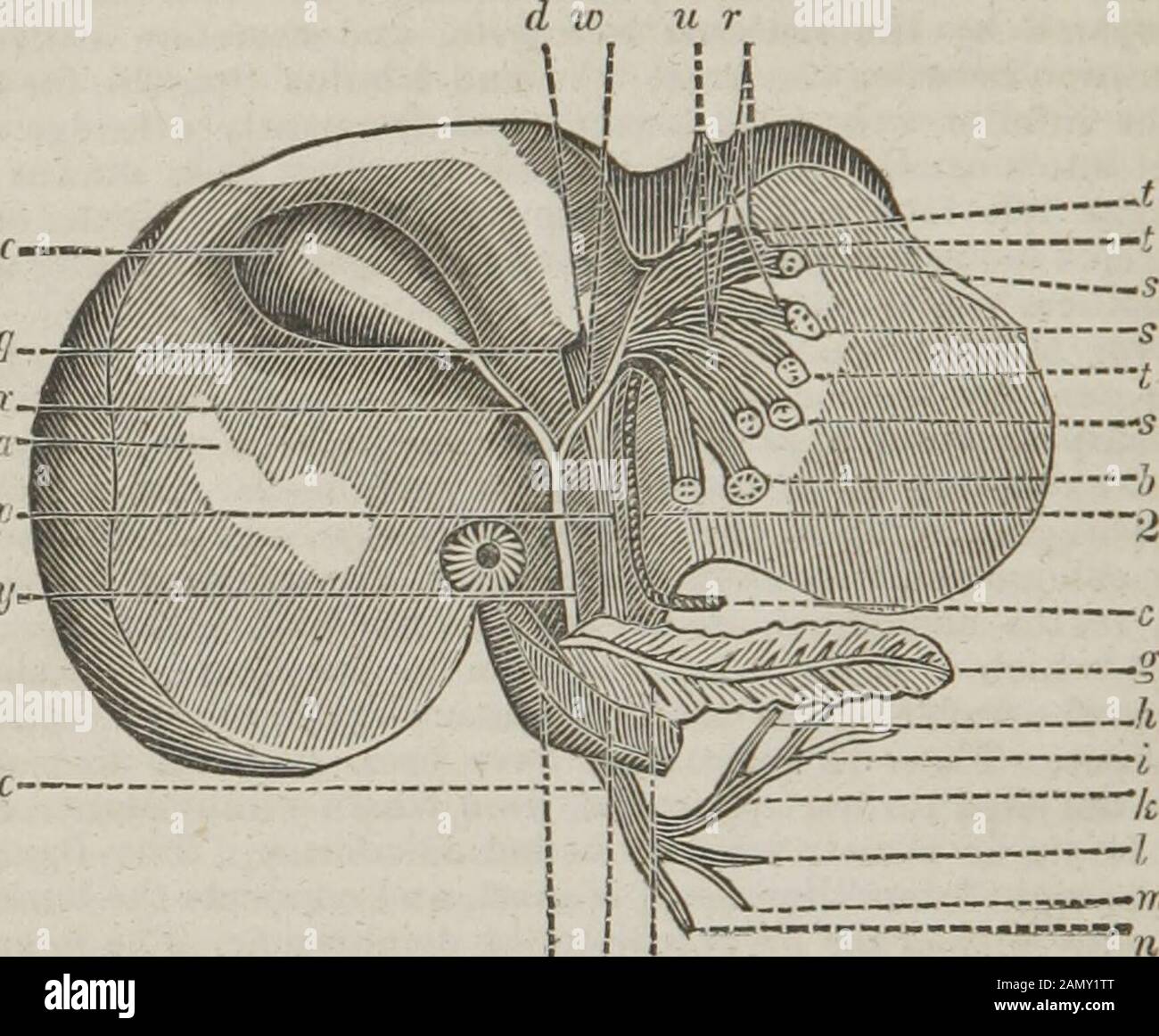 Glisson capsule hi-res stock photography and images - Alamy