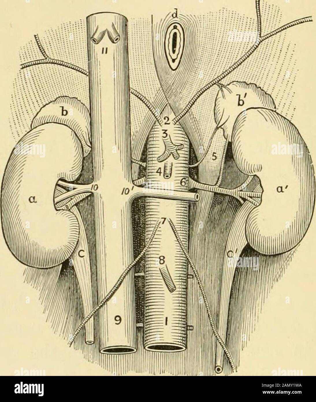 Text book of abdominal surgery : a clinical manual for practitioners and students . ight kidney lies alongside the twelfth dorsal andfirst three lumbar vertebra?, being pushed down by the liver;the left reaches as high as the upper border of the twelfthdorsal, and barely so low as the third lumbar vertebra. Fromthe front, about one half of the right kidney is covered by thechest wall, and proportionally more of the left. On deepinspiration, both, but especially the right, are pushed down toan appreciable extent, and in this way it is often possible tofeel with great distinctness fully one half Stock Photo