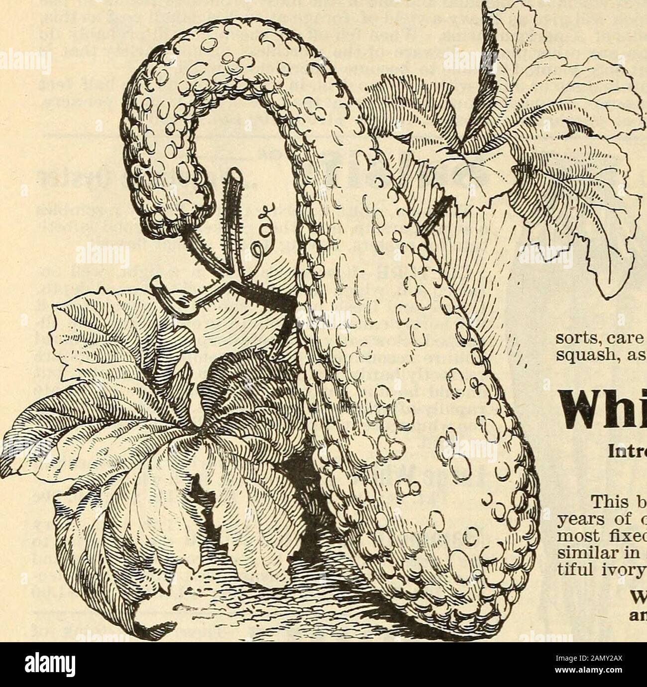 Seed annual, 1899 . se, whether grown for the market or in the private garden. kt. 5c; Oz. 10c; 2 Oz. lOc; amiot fail.b. 45c I tn ^tanHinn ^^^ improved round seeded strain of excellent merit, having all the good qualities of the ordinary sortsLung oldnQing and continuing in condition for use much longer. The leaves are smooth, and very ilark, rich green. Verypopular with market gardeners. •kt. 5c; Oz. 10c; 2 Oz. 10c; HUk little later than the Lb. 45c )und leaved Long standing Prickly thick and welUlavonHl leaves. Has prickly seed. Pkt ;orts but furnish a large quantity of very5c: Oz. 10c: 2 0z Stock Photo