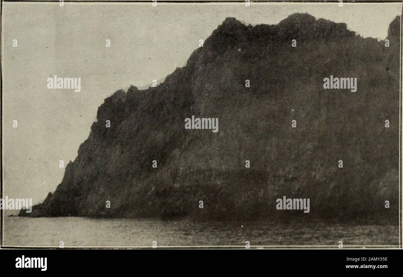 Transactions of the Royal Society of New Zealand . Fig. 2.—View of Northern Aspect of One of Rugged Islands.Olearia angustifolia in bloom. Olearia Colensoi on summit.. Fig. 3.—Rugged Islands (Weather Side). The exposed parts are practically devoid of plant covering, but crevices Pullof stunted Olearia angu&tifolia. Face p. 80.} Poppelwell.—Plant Covering, Codfish Island and, Rugged Islands. 81 complexa, Dicksonia squarrosa, Hemitelia Smithii, Fuschia excorticata, Car-podetus serratus, Wcinmannia racemosa, Pittosporum Colensoi, MyrsineUrvillei, Coprosma lucida, Aristotelia- racemosa, Schefflera Stock Photo