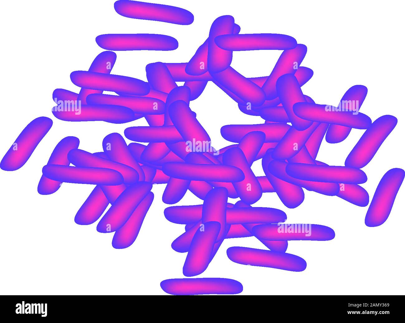 lactobacillus. Probiotic. Lactobacillus casei. Infographics. Vector illustration on isolated background. Stock Vector