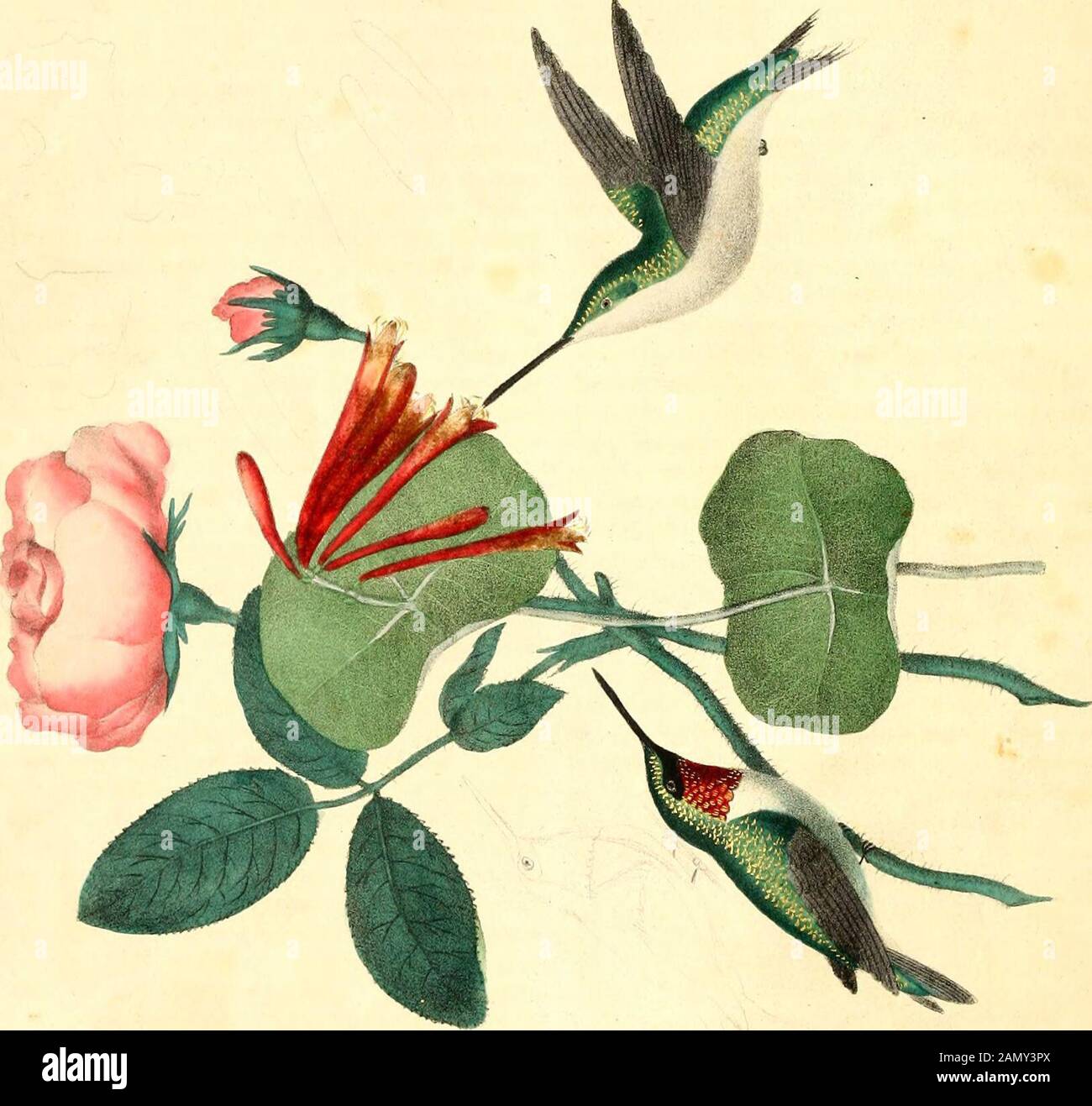 The Cabinet of natural history and American rural sports . y feet, andlarge, crooked, sharp claws—the vulture, the fal-con, the owl. a. Levirostkes. With short feet; and very large, thick, but mostly hollow, and therefore light bills—parrots, toucans, &c. 3. Pici. With short feet; moderately long and small bills, and the tongue sometimes worm-shaped,sometimes thread-like—the wry neck, woodpecker,creeper, humming-bird, &c. (a.) Cartilaginoits, ivithout true bones.(b.) Bony Fishes—Fishes properly so called. (a.) 1. Chondropterygii. Without an operculum, or covering of the gills—as the shark, the Stock Photo