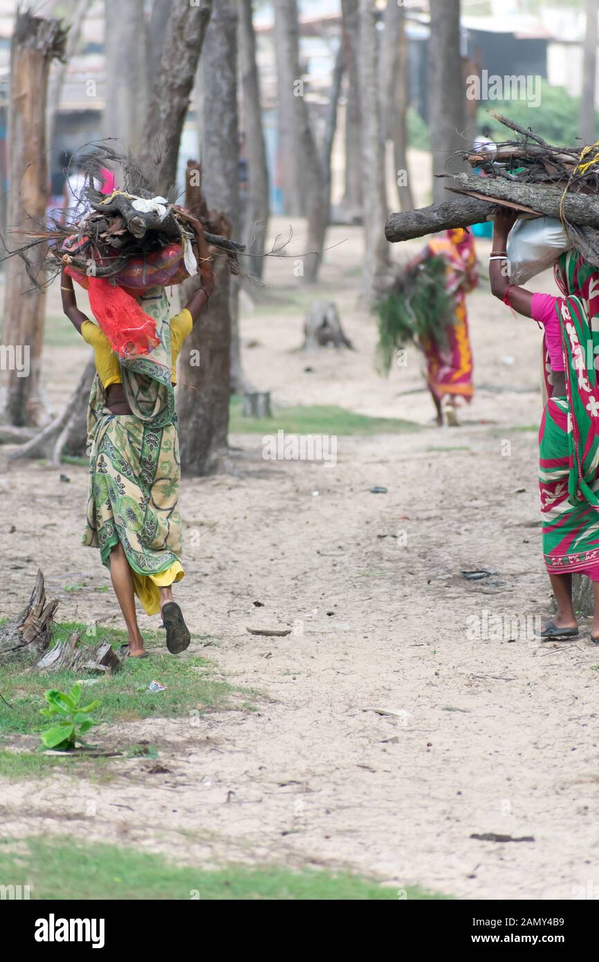 Rural Indian Villagers Women and girls cut firewood from protected nature reserve area, carry heavy loads on head walking miles, for use as woodfuel o Stock Photo