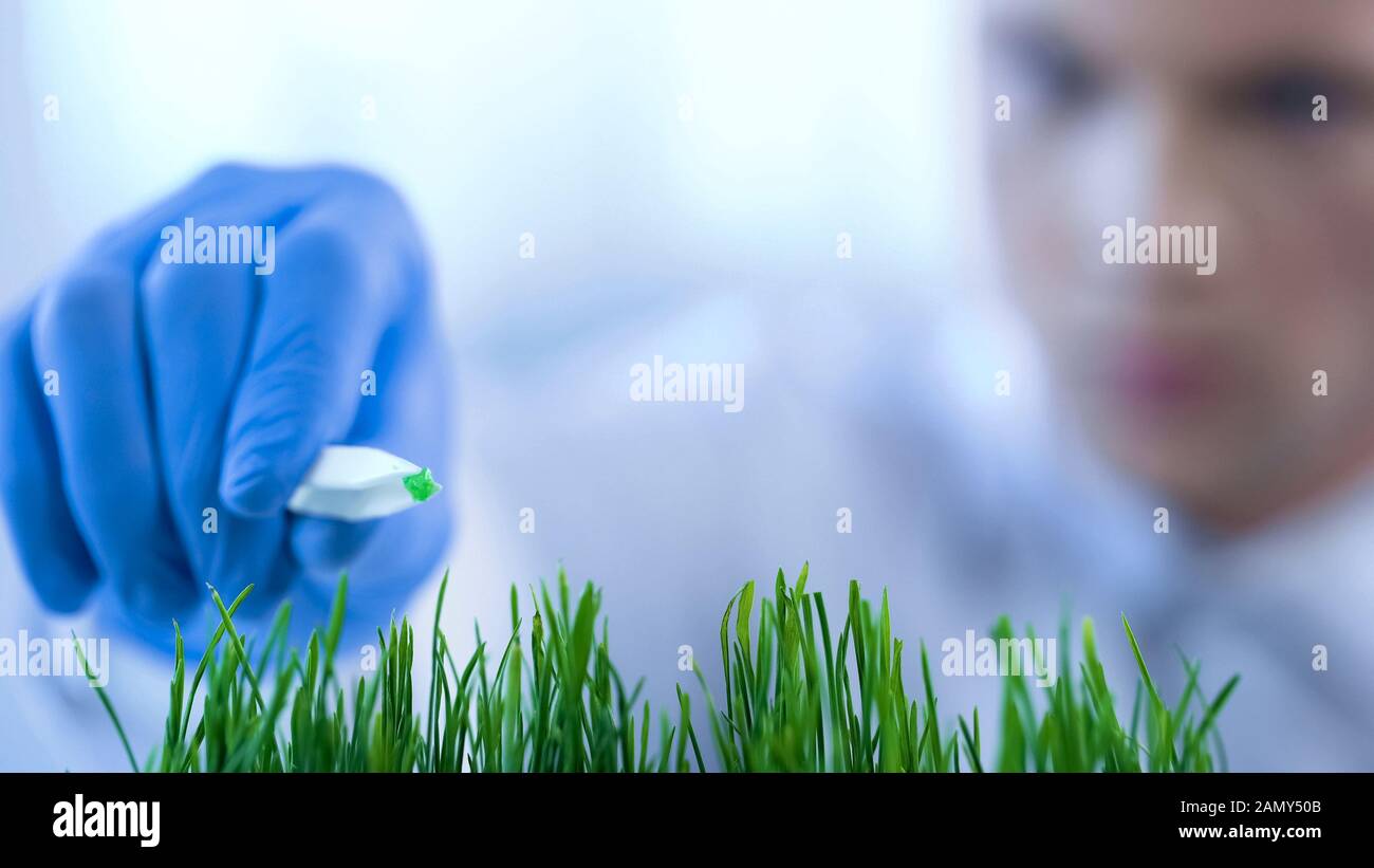Agronomist breeding new variety of wheat, experimenting with mineral fertilizers Stock Photo