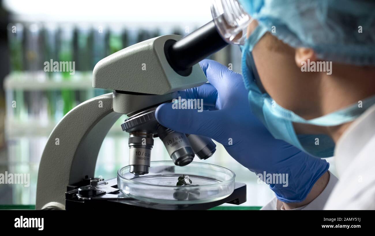 Biologist adjusting microscope to observe macro particles of plant, breeding Stock Photo