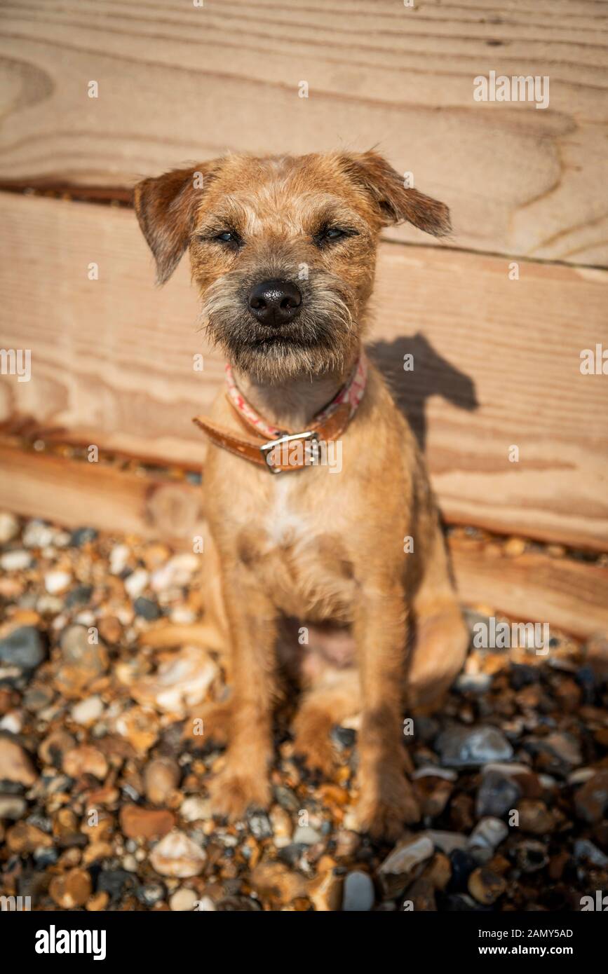 A Border Parsons Terrier Cross on a beach Stock Photo