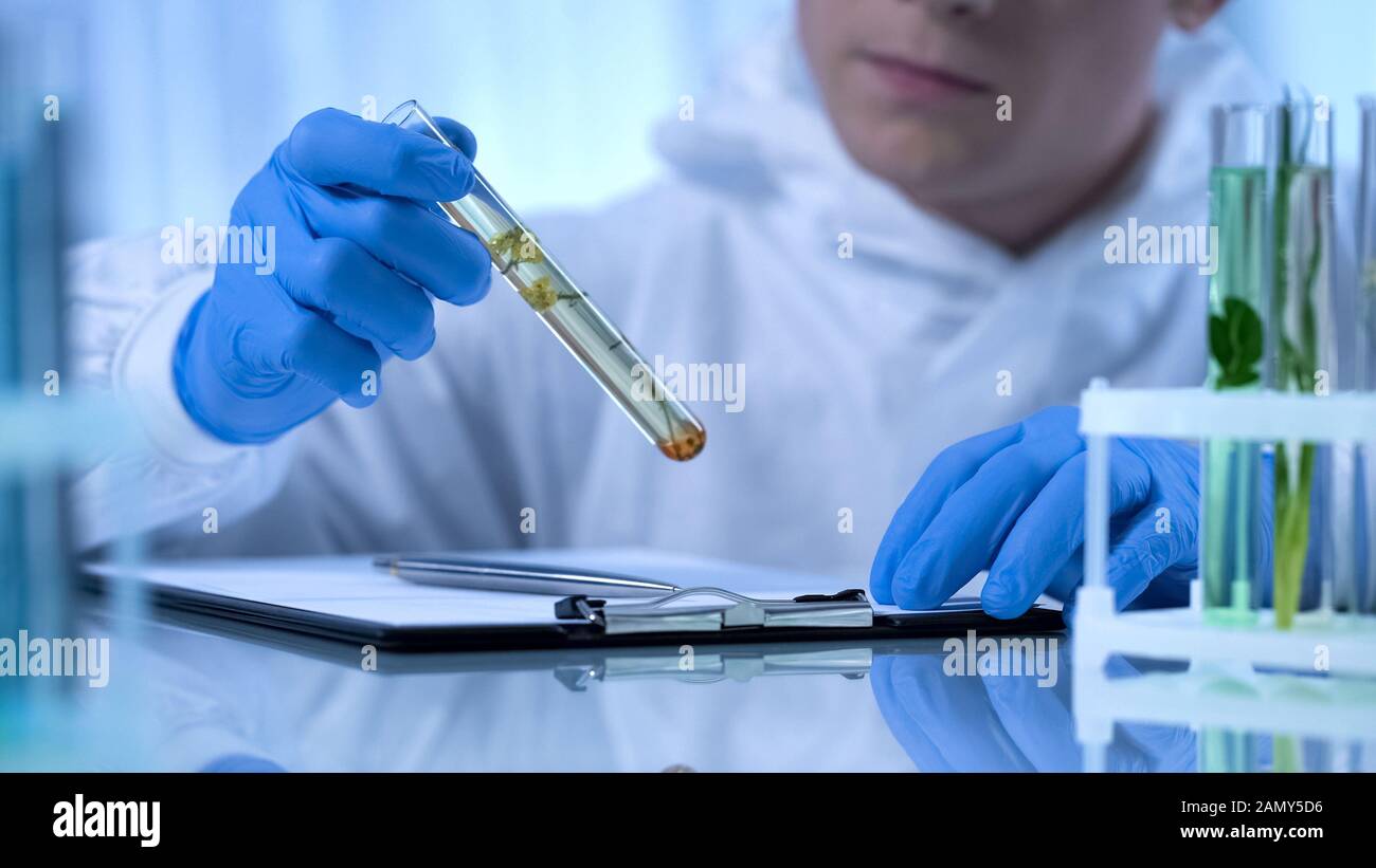 Biologist compares data about quality and growth of plant, scientific research Stock Photo