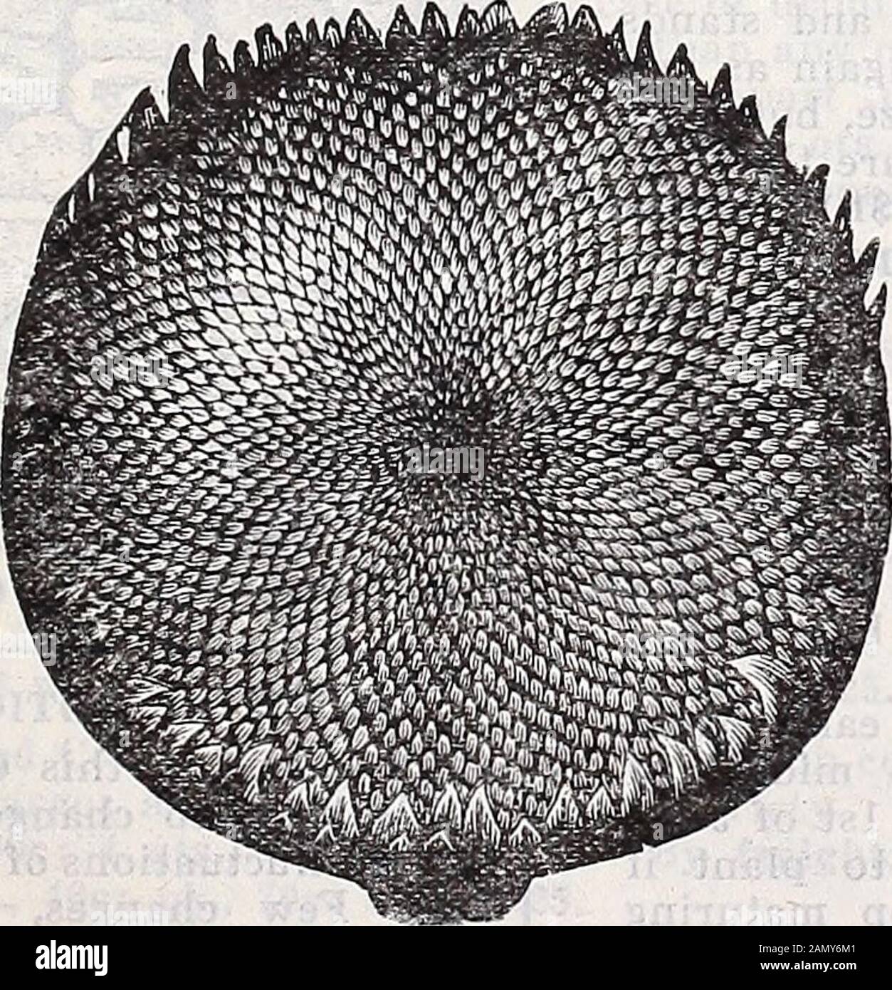 Annual Catalogue Of Schwill S Sure Seeds 50 Mammoth Bush Peanuts Extra Large Jumbo Pods And Nuts One Dozen Nuts Will Produce A Bushel Quite A Novel Variety Price 1 Lb 50c 3 Lb 1 25