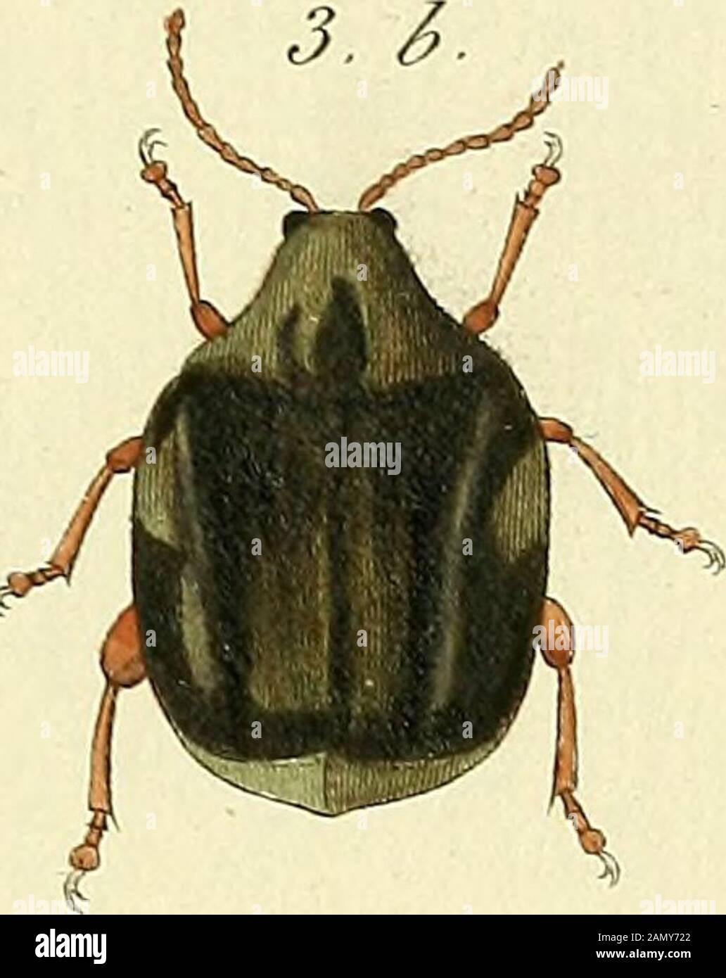 Entomologie, ou, Histoire naturelle des insectes : avec leurs ...