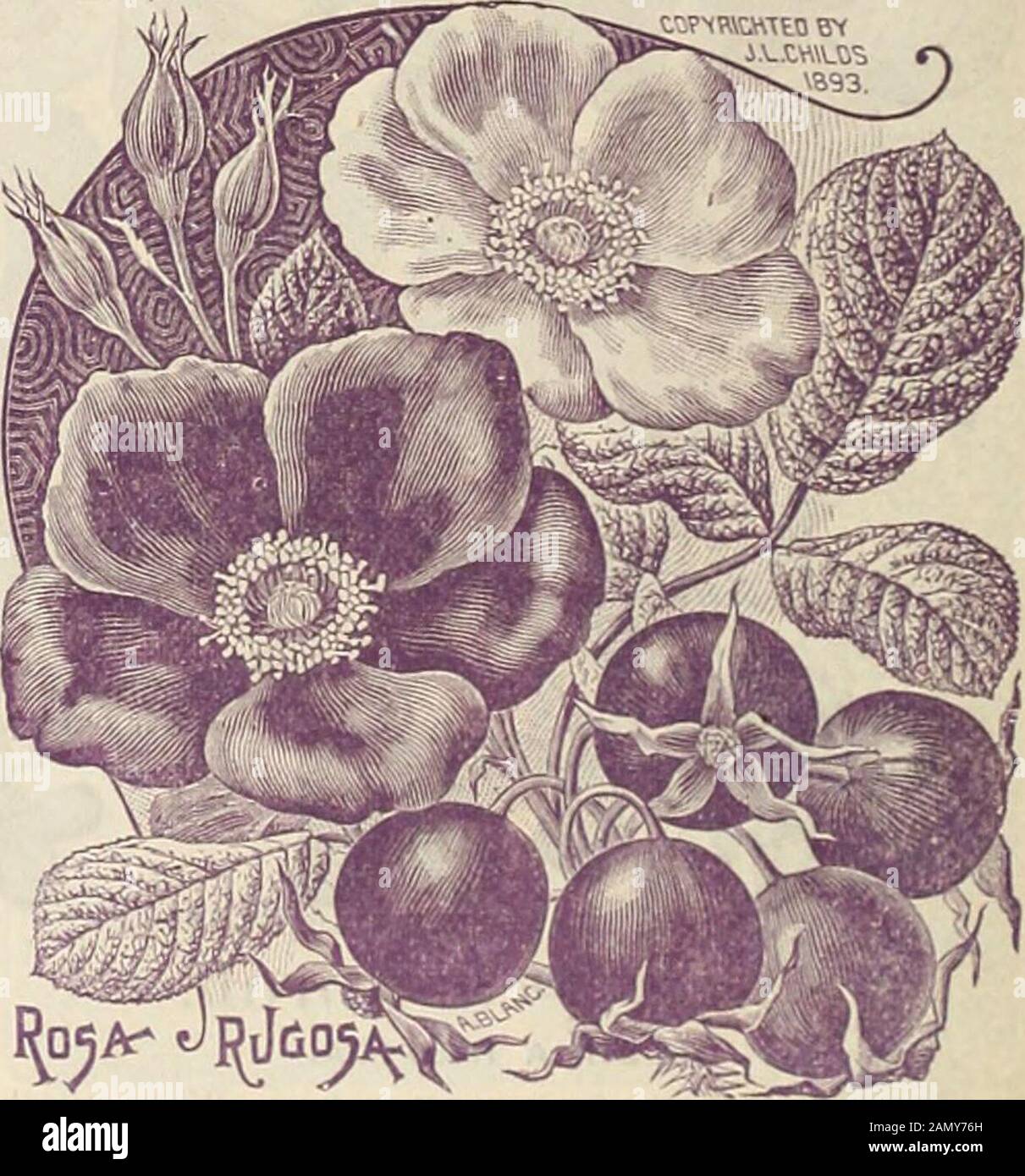 Childs' rare flowers, vegetables & fruits for 1895 . A new hardy Orange. This is the most hardy of theOrange family, and will .stjind our northern climate withlittle or no protection. In the parks of both New York andPhiladelphia it is growing luxuriantly, and bloom-ingand fruiting profusely. Think of it; you Citn havean Orange tree growing, blooming and fruiting onyour lawn or yard. It is dwarf, of low, symmetricalgrowth, with beautiful trifoliate?, glossy-green leaves,and abundance of large white blossoins. The fruitis small, bright onmgc-red in color. The fine appear-ance of the plant, with Stock Photo