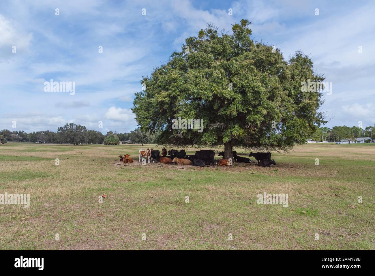 Shade tree hires stock photography and images Alamy