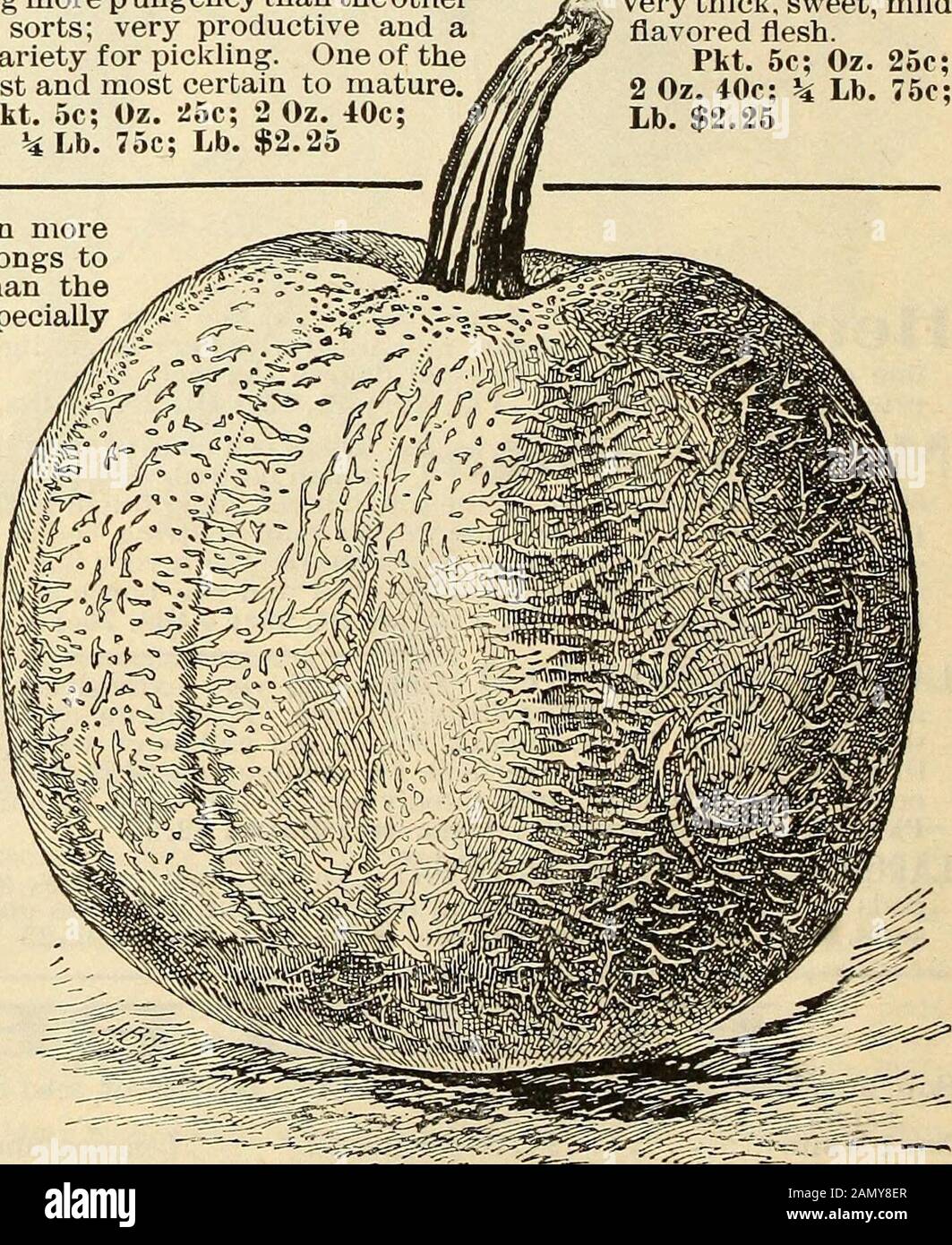 Seed annual, 1899 . peis irregular, some being round, and others elongated or flat-tened. It is of deep, rich, yellow color, fine grain and excellentflavor. Pkt. 5c; Oz. 10c; 2 0z.l0c; ^Lb.lSc; Lb.35c, postpaid.By freight or express, at purchasers expense^ $12.00 per 100 lbs. Sweet Cheese, or KentwcKy TieW ^eJy^inTe^sS: Fruit flattened, the diameter being two or three times morethan the length; skin mottled light green and yellow, chang-ing to rich cream color as it matures; flesh tender and of excel-lent quality. Pkt. 5c; Oz. 10c; 2 Oz. 15c; ^ Lb. 20c; Lb. 50c We consider this a true Pumpkinr Stock Photo