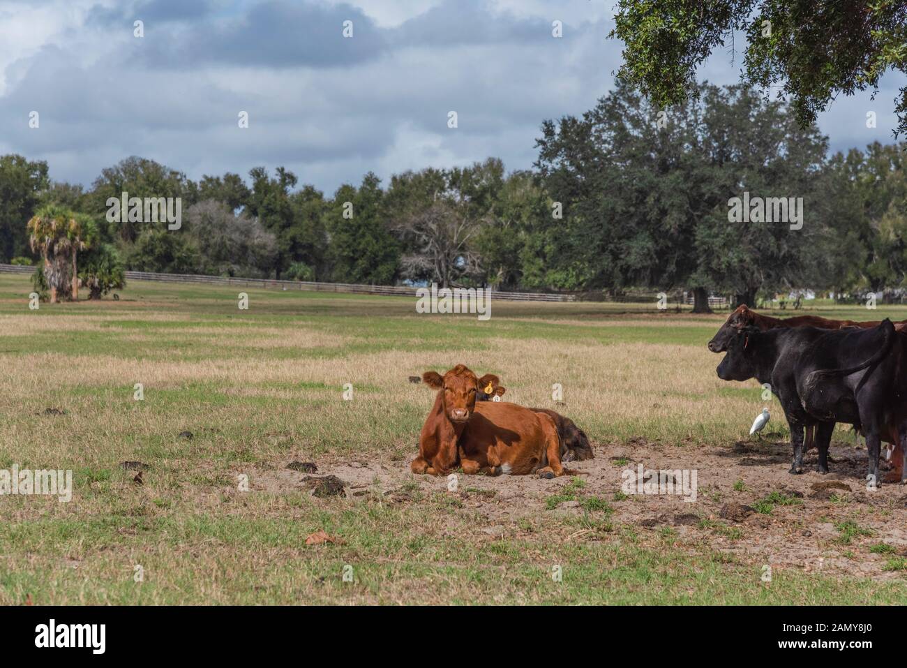 Central Florida Farmland with Cattle Stock Photo Alamy
