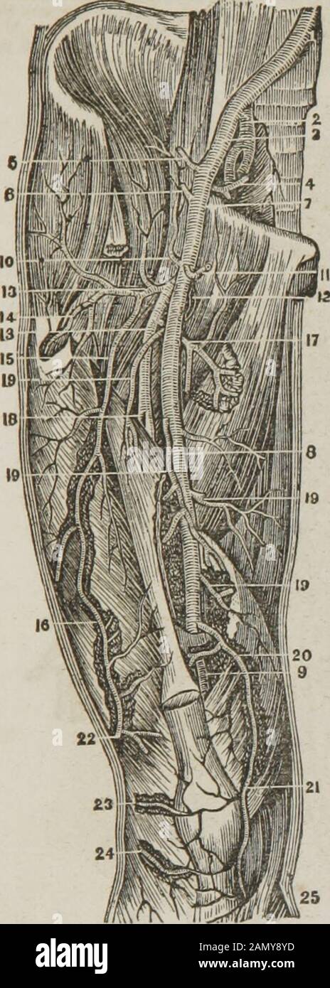 Anatomy and physiology : designed for academies and families . Fig. 151. A, A, The ascending colon. /, The transverse colon, g. g, Representa portion of the small intestines, a, 6, e, d, h. Represent the superior raesenterioarterv and branches, through which the blood that nourishes the large and small in.testlnes passes. The anastomoses, or the connection of arteries, is beautifully repre-sented, and is worthv the. attention and remembrance of the student. The inoscula-tion, or hoop-like connection of the arteries, here exhibited, exists in every part ofthe system. The following engravings il Stock Photo