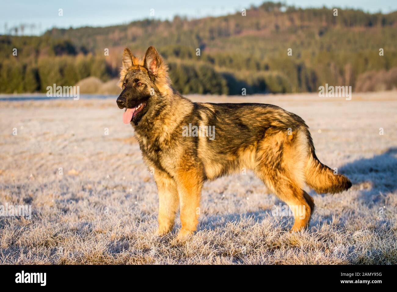 Young long-haired German Shepherd Dog (Alsatian Dog) standing on a ...