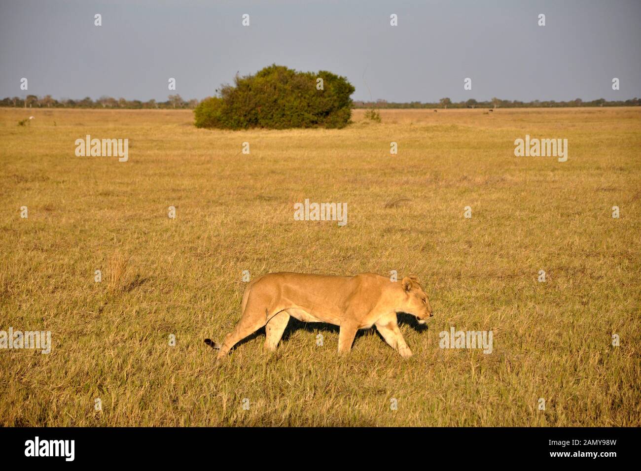 Botswana, Chobe National Park Stock Photo