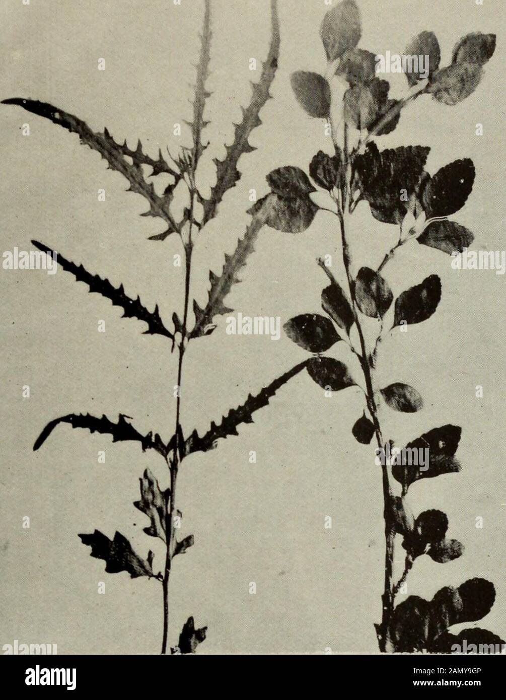 Transactions of the Royal Society of New Zealand . Carmichaelia is shown by their abundantproduction of leaves in shady stations. (2.) Shrubs with an abundance of leaves, sometimes very thin, whenjuvenile, but of the cupressoid form when adult—e.g., certain Taxaceae(see Griff en, 1908), whipcord veronicas, and some species of Helichrysumbelonging to the section Ozothamnus. * The seed was very kindly sent to me by Dr. Eug. Autran, of Buenos Ayres, andthe seedlings were raised by Mr. T. W. Adams, to whom I am greatly indebted. f The divaricating form of Elaeocarpus Hooklrianus and the juvenile P Stock Photo