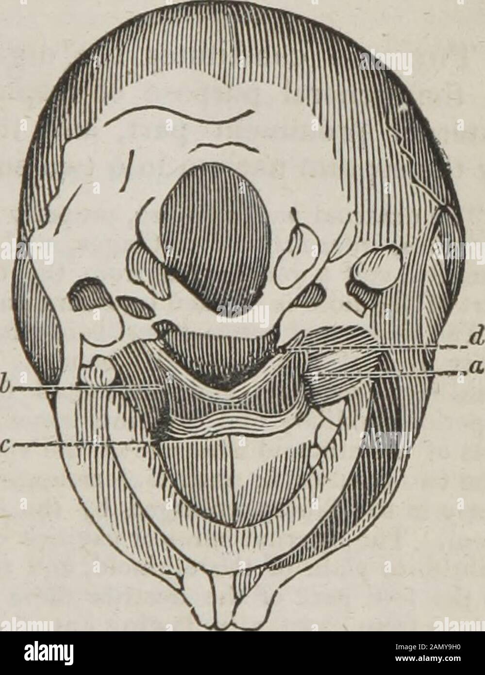 The dissector's guide, or, Student's companion : illustrated by numerous woodcuts, clearly exhibiting and explaining the dissection of every part of the human body . w the softpalate up. The following diagram exhibits these muscles. a. The pterygoideus exter-nus. b. The pterygoideus inter-nus. c. The circumflexus palati. d. The levator palati. The pterygoideus externusarises from the outer side ofthe pterygoid process of thesphenoid bone ; from the tube-rosity of the superior maxillarybone ; and from the root of thetemporal process of the sphe-noid bone. From these originsit passes outwards, a Stock Photo
