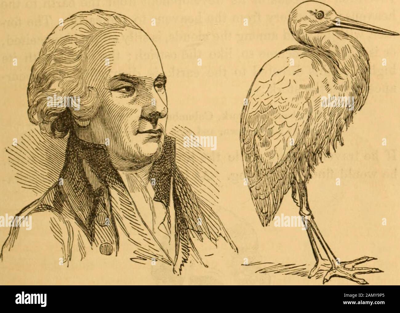 Heads of men and animals compared hi-res stock photography and images ...