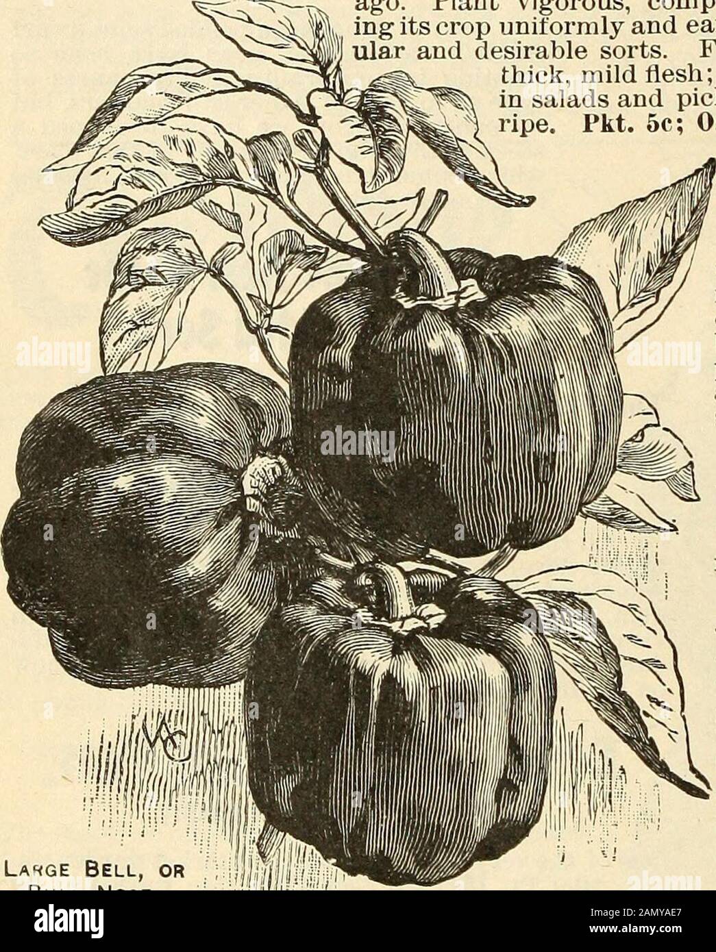 Seed annual, 1899 . 50V^llOID C^hili Similar in form to the Red Chili, but a little shorter and thicker,X^-iivw jtfiu j^oj-e pungent, and of a very beautiful yellow color. Pkt. 10c; Oz. 35c; 2 Oz. 60c; ^ Lb. $1.00; Lb. $3.50 Vett Rd ^mi»nu& a rather late sort having a long, slim, pointed pod, andl-Vliy VKVt ^ayt^llll^ ^^j^g^ ripe, of a bright red color. Extremely strong andpungent. Pkt. 5c; Oz. 25c; 2 Oz. 40c fara^Rdl &lt;»rBuiin»$e mM^** JJ^ M^^f improvement oi •ipe, of a brightpungent. Pkt. 5c; Oz. 25c; 2 Oz. 40c; ^ Lb. 75c; Lb. $2.25 Our stock of this well known variety whichis sometimes Stock Photo