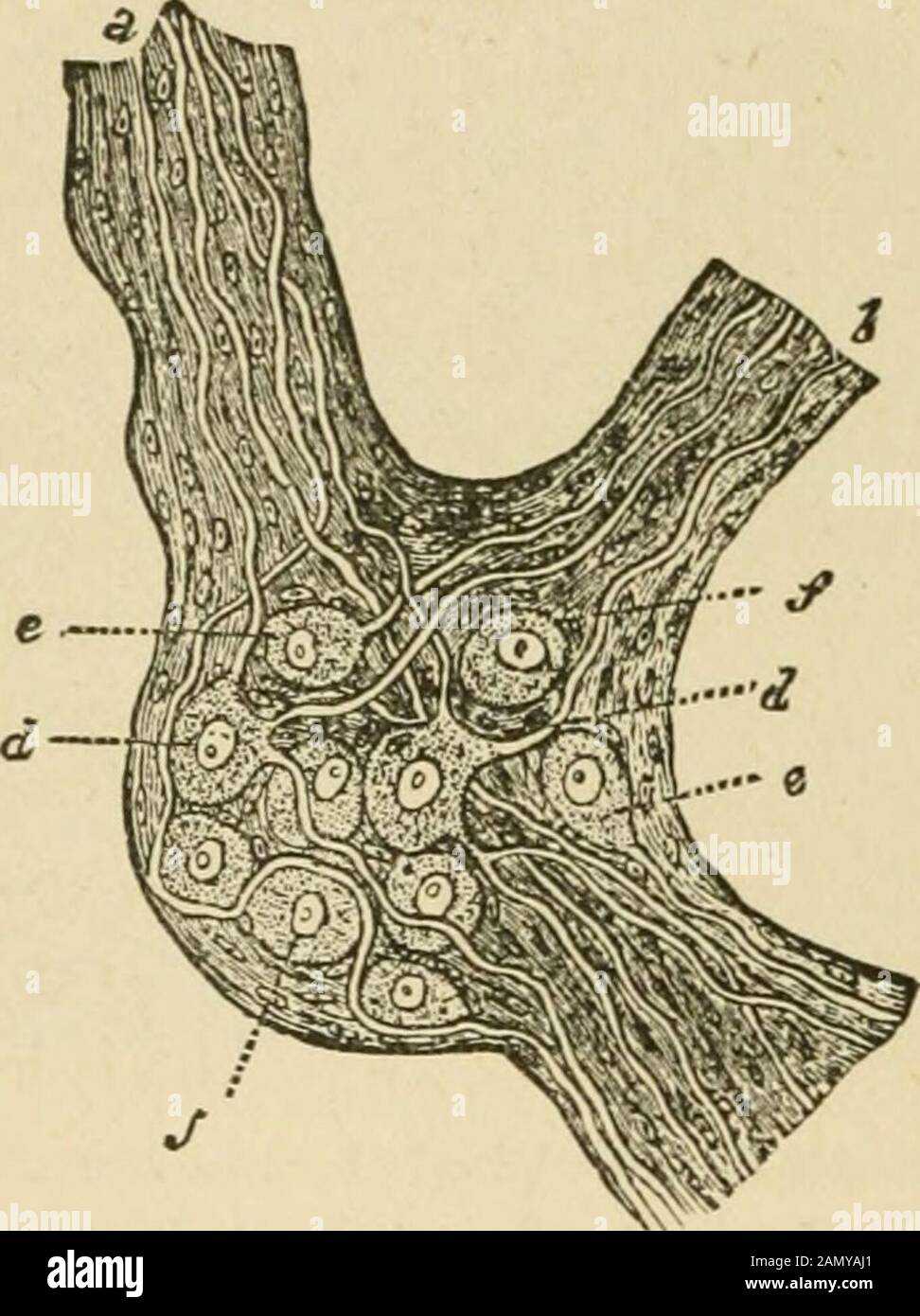 The laws and mechanics of circulation, with the principle involved in  animal movement . know, too, that thenervous apparatus regulates  respiration and circulation forevolving the force ; that it regulates  temperature by