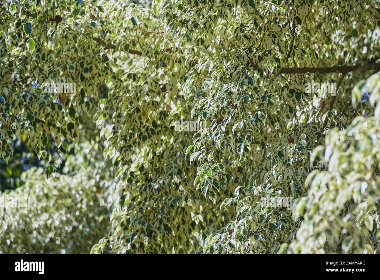 white green leaves Ficus benjamina L. var. variegata tree plant Stock Photo