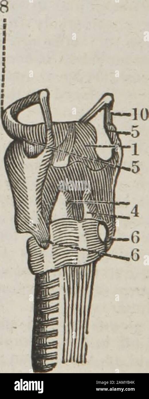 The dissector's guide, or, Student's companion : illustrated by numerous woodcuts, clearly exhibiting and explaining the dissection of every part of the human body . The five cartilages are THE DISSECTORS GUIDE. 115 1. The epiglottis. 2. The thyroid cartilage. 3. The cricoid auxiliary, and 4. The two arytenoid cartilages. 5. The two superior cornua of the thyroid cartilage. 6. The two interior cornua. 7. The suspensory ligament of the os hyoides. 8. The os hyoides. 9. The azygos ligament, connecting the os hyoides to the thyroid car-tilage- 10. The two lateral ligaments, connecting the cornua Stock Photo