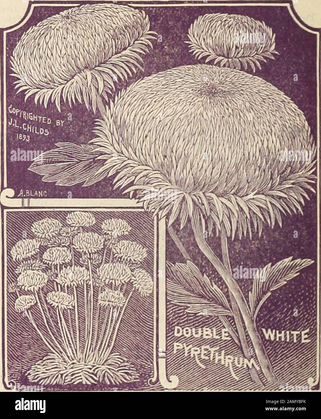 Childs' rare flowers, vegetables & fruits for 1895 . formingcompact tufts of narrow green foliage, which makes itparticularly valuable for edging. The flowers are a clearbright pink, and borne in clu.sters on tall stems. Itbloom.s all summer long, and is a very pretty, desirableand useful flowi^r, really the best of all hardy plants foredging walks, beds, etc. Splrea Palmata. (Irows two feet high, with liirge, featheryplumes of t he most charming rosy sc4irlet blossoms. Splrea Elegans. Iure white, in large, compact .spirals. Splrea Aurea Reticulata. Fine yellow, variegated foliageand elegant f Stock Photo