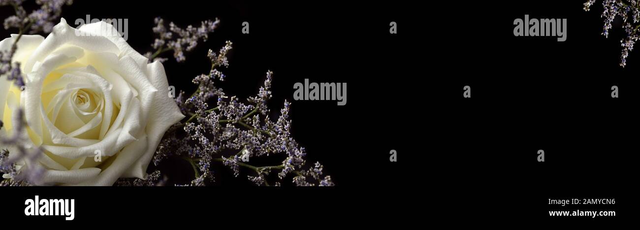 White rose and small blue flowers on black background Stock Photo - Alamy