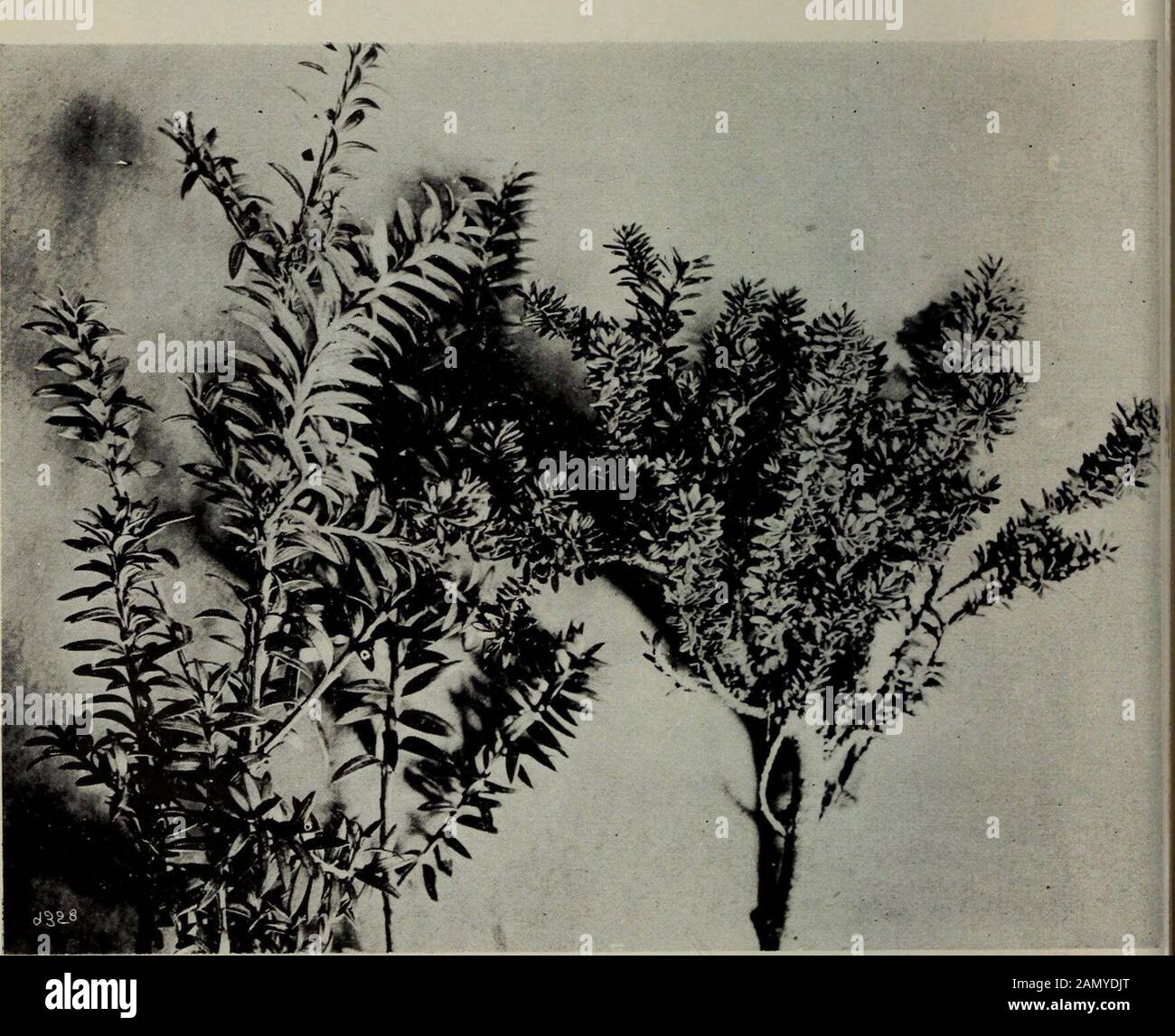 Transactions of the Royal Society of New Zealand . &lt;).. Fig. 2.—Pittosporum divaricatum.A shrub of the divaricating growth form Trans. N.Z. Inst., Vol. XL1V Plate IV. PODOCARPUS NIVALIS. On left, shade form ; on right, sun form. Plants from Otira Gorge. Cockayne.—Ecological Studies in Evolution. 21 straggling mats in 0. discolor Hook. f. and C. Walkeri T. Kirk, loose circularcushions in C. viscosa Hook, f., and true dense cushions in C. s%silifloraHook. f. and C. argentea T. Kirk. Frequently the epharmony of such cushions can be seen clearly in oneand the same species, as in the tiny taxad Stock Photo