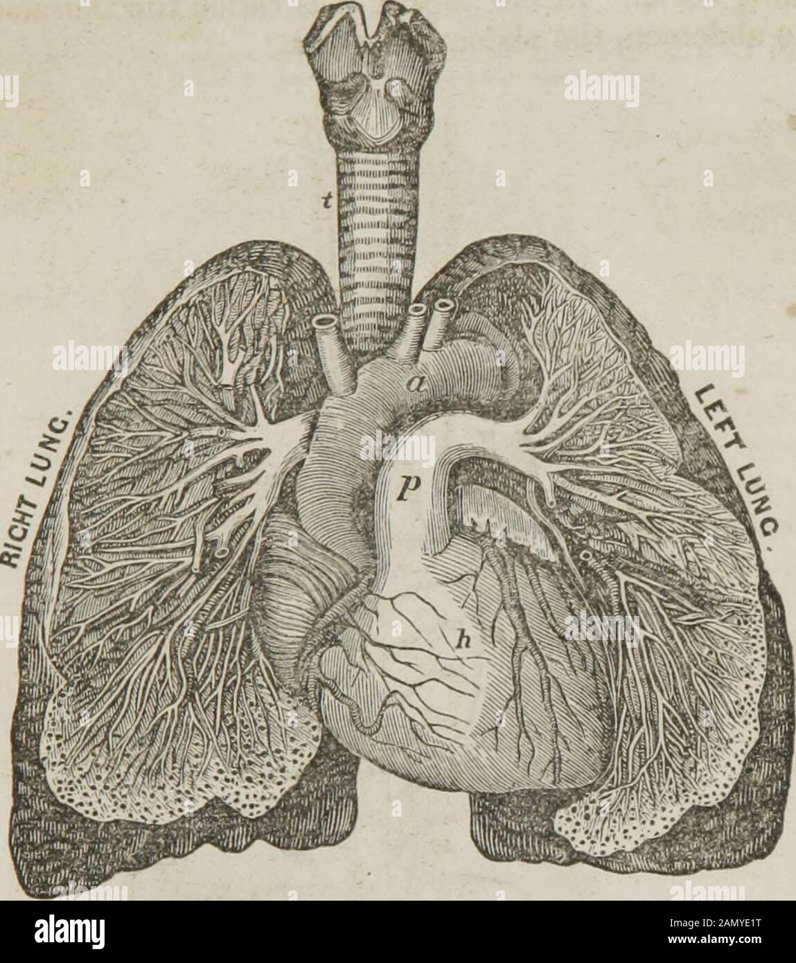 Anatomy and physiology : designed for academies and families . of the