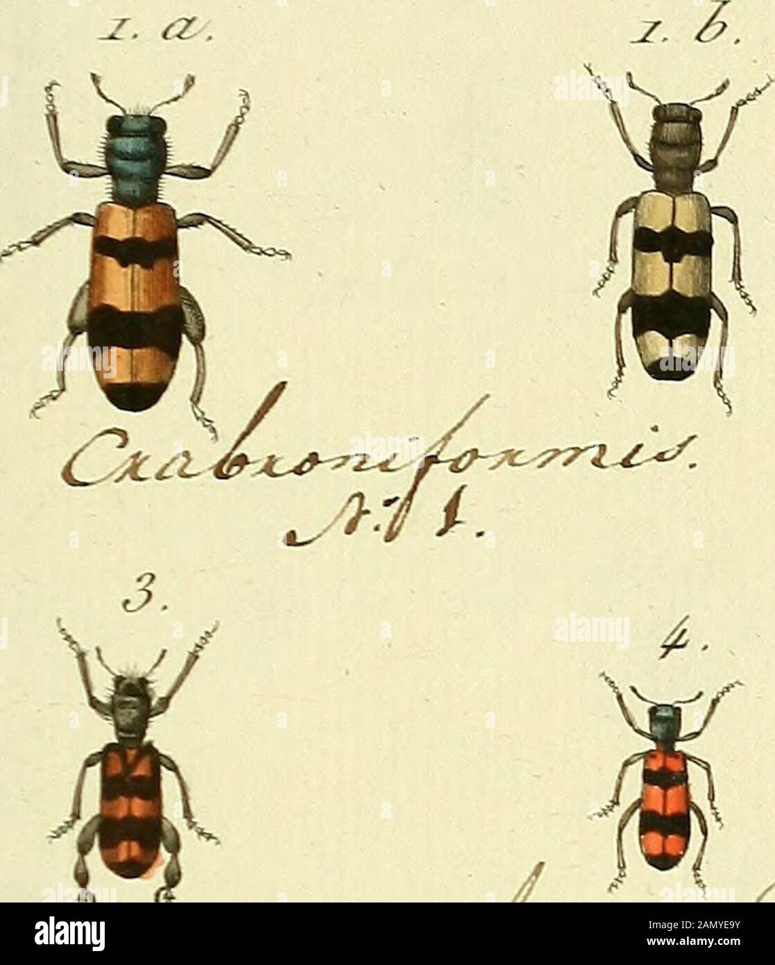 Entomologie, ou, Histoire naturelle des insectes : avec leurs caractères génériques et spécifiques, leur description, leur synonymie, et leur enluminée . 2. e * N° -G. CI.AIRON, Cle^Y^iT. JPI..Z.. j2, a.. S. 5. Stock Photo