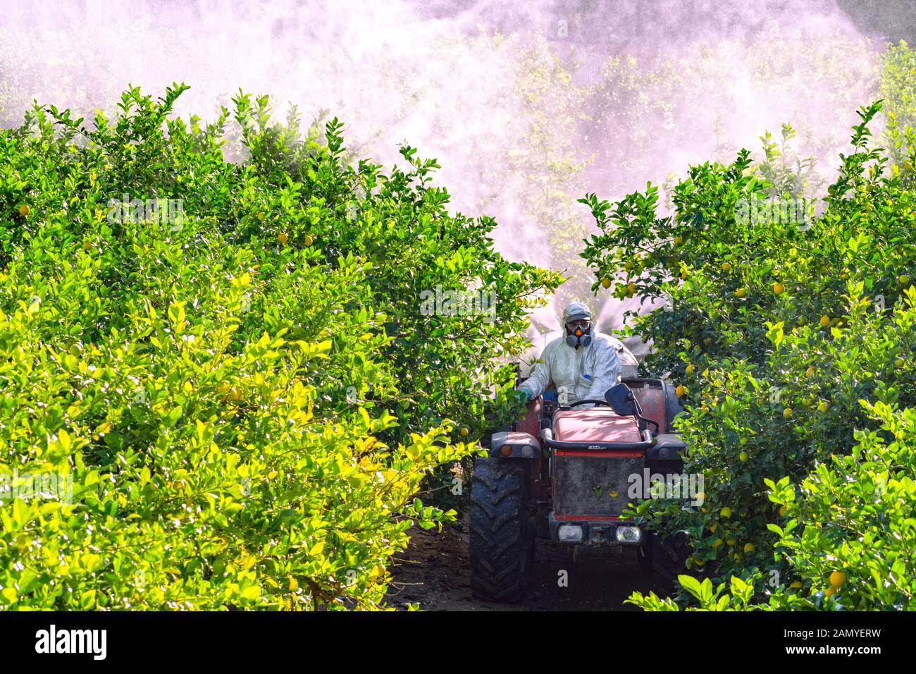 Farmer driving tractor spraying pesticide and insecticide on lemon plantation in Spain. Weed insecticide fumigation. Organic ecological agriculture. Stock Photo