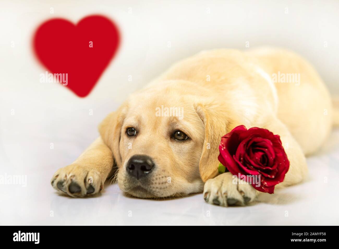 Isolated dog with heart. Golden puppy with red rose, looking up on ...