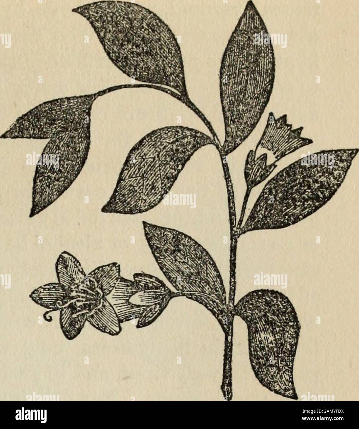 Health knowledge : a thorough and concise knowledge of the prevention, causes, and treatments of disease, simplified for home use . Black Hellebore HEMLOCK—PERUVIAN BARK —NIGHTSHADE —GLYCERINE 1175. Grarden Nightshade Garden Nightshade.—Anative plant of Europe, andnaturalized in this country,especially along roads. Itis used as a narcotic, andmay be taken internally orapplied externally. If usedin a strong solution, it willremove the upper layer ofthe skin. Glycerine is a clear, col-orless, thick liquid of sweettaste, obtained by decompo-sition and distillation offats. It dissolves manysubstan Stock Photo
