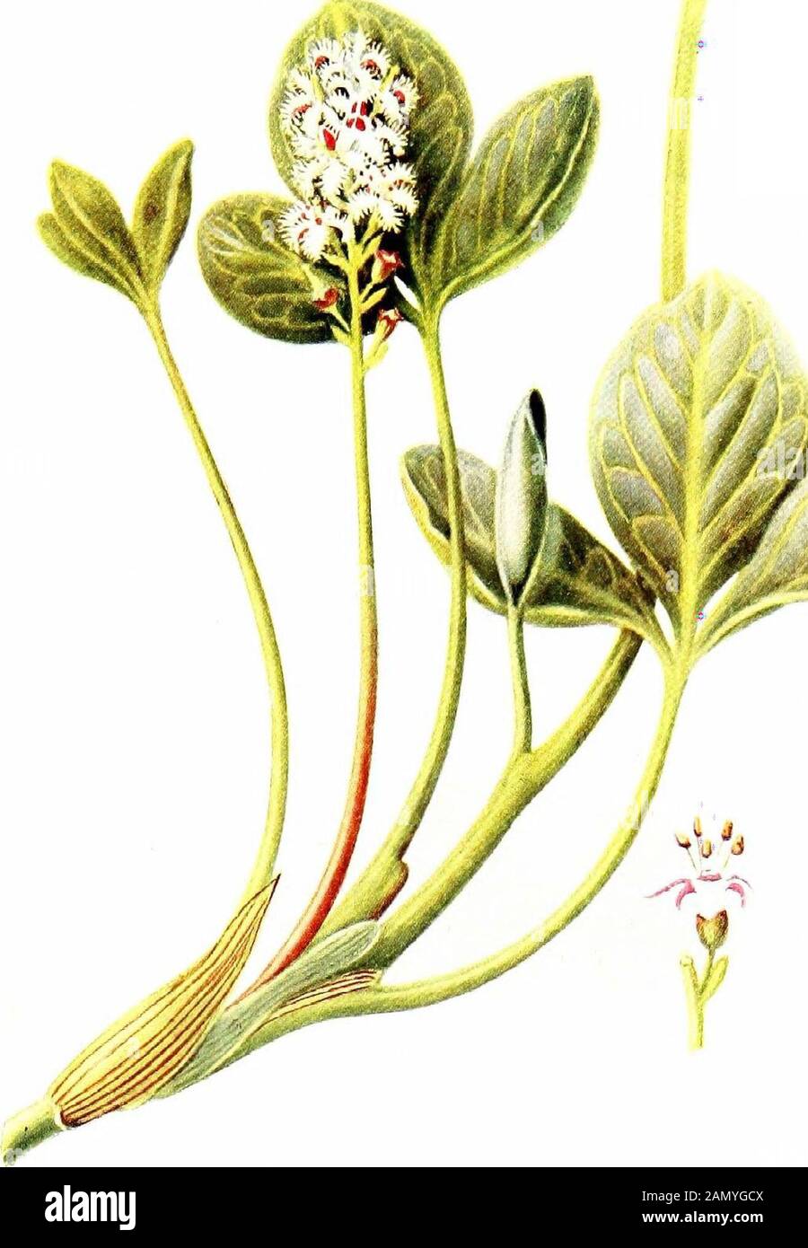 Plant-life, with 74 full-page illus., 24 being from photos, by the author and 50 in colour from drawings . samma arenaria), which hasvery long creeping rootstocks that penetrate deeply intothe sand in search of moisture, - and very materiallyassist in binding the sand and fixing it so that it is notso readily dispersed by wind. The Maram Grass isfollowed by other plants, all with long roots and deviceswhich check transpiration. Among the plants thatcolonize the dune, particularly on its landward slopes,are the Sand Sedge {Carex arenaria), the Sea-Holly{Eryngium maritimum, Plate LXXIL), the Res Stock Photo