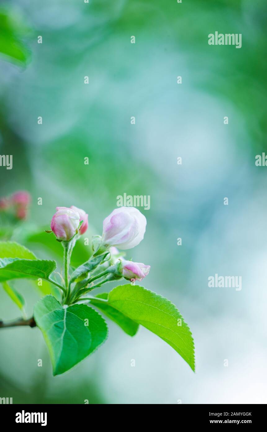 Apple tree blossom closeup view on blurred background Stock Photo