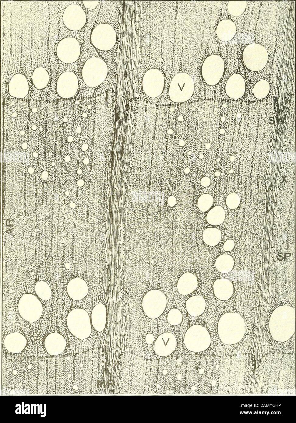 Bulletin of the U.SDepartment of Agriculture . Maple (Cross Section, Magnified 50 Diameters). A Diffuse-Porous Wood. AR, annual ring; SP, springwood; SIF, summerwood; MR, medullnry ray; P, pith fleck; V,pores or vessels; A, wood prosenchyma (fibers, etc.). Bui. 606, U. S. Dept. of Agriculture. Plate II.. Red Oak (Cross Section, Magnified 50 Diameters). A Ring-Porous Wood. AR, annual ring; SP, springwood; Sir, summerwood; ME, medullary ray; I, pores or vessels;JT, wood prosenchyma (fibers, etc.). Bui. 606, U. S. Dept of Agriculture. Plate III. Stock Photo