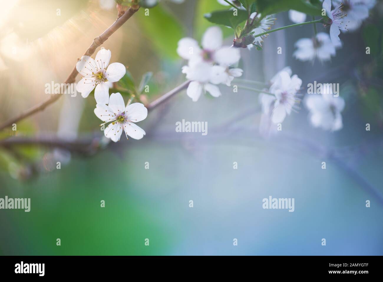 Fresh springtime sakura flower hi-res stock photography and images - Alamy
