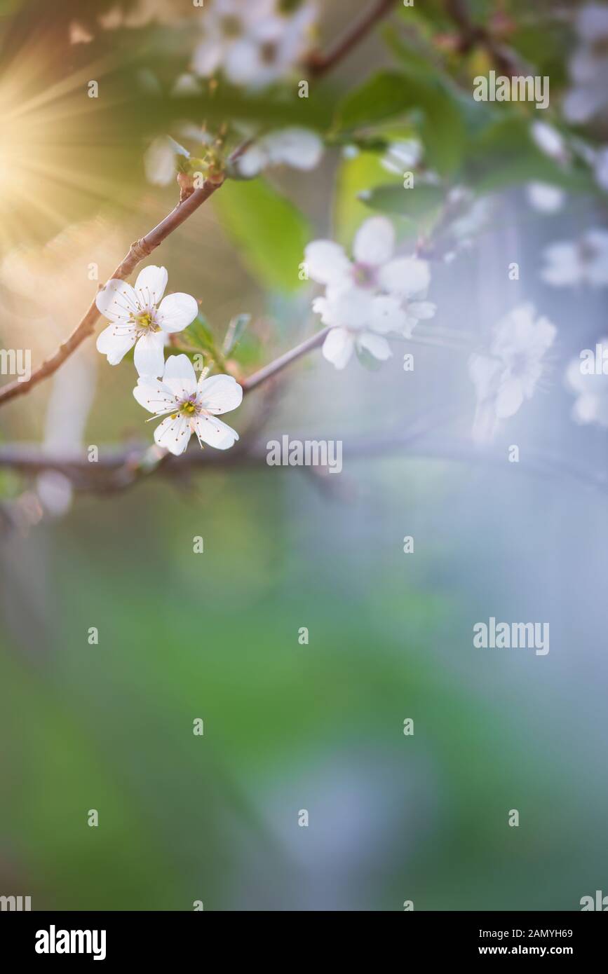 Fresh springtime sakura flower hi-res stock photography and images - Alamy