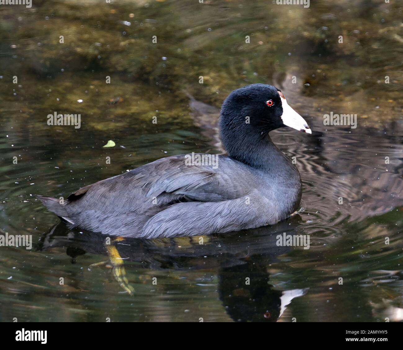 American Coot bird close up profile view in the water, displaying red