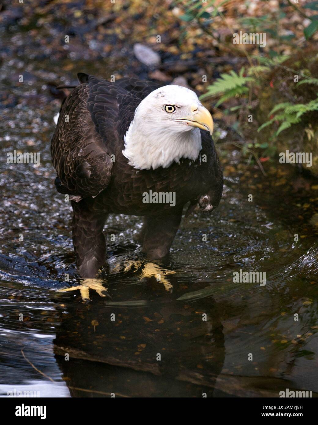 Bald Eagle bird close-up profile view in the water displaying brown feathers plumage, white head, eye, yellow beak, talons, in its surrounding and env Stock Photo