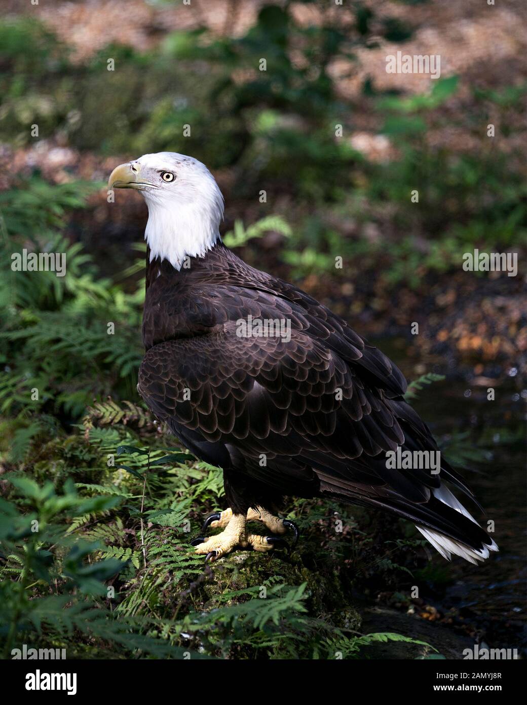 Bald Eagle bird close-up profile view displaying brown feathers plumage, white head, eye, yellow beak, talons, white tail  with bokeh background and f Stock Photo